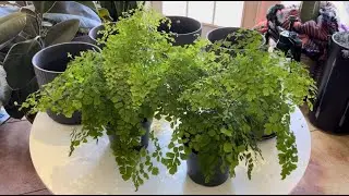 Maiden Hair Fern Potting + Tips & Tricks