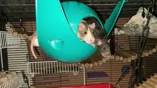 When your Space Pod becomes the Equivalent of a Ratty Clown Car 😆
