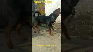 Rottweiler stud available //top quality Rottweiler male////,