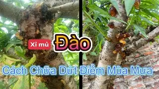 Nguyên Nhân Đào Bị Xỉ Mủ và Cách Chữa