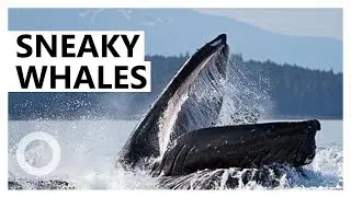 Humpback whales use stealth to sneak up on tiny fish - TomoNews