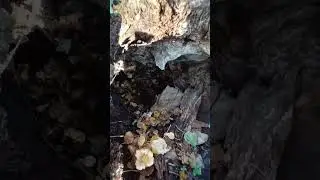 Une surprise au fond d&rsquo;une souche.