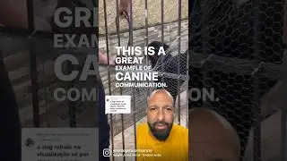 Great example of canine communication.