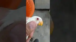 Love bird eyes treatment | Albino red eye , eyes infection and treatment