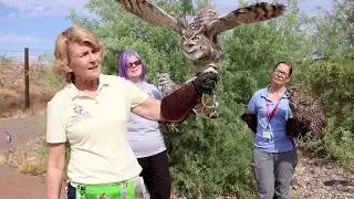 Arizona Great Horned Owl Identification Video