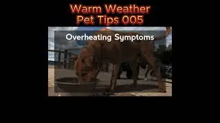 Summer Pet Safety Guide: Beat the Heat and Protect Your Fur Babies from Overheating Syndromes! 🌡️☀️