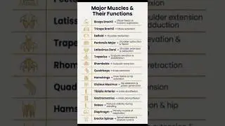 #physicaltherapy ,Major Muscle And Their Functions| By Dr. Of Physiotherapist 🥼🌟