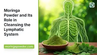 Moringa Powder Cleanses Lymphatic System: Natural Detox Power