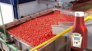 COMO é feito o Molho de Tomate 🍅|  Processo industrial #molhodetomate