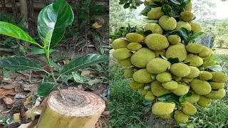 Planting Jackfruit With Banana natural rooting hormone In Banana Tree | How To Grow Jackfruit