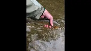 Fly Fishing PA Codorus and Muddy Creek