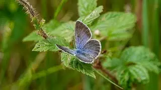 Silvery Blue (3 June  2022)