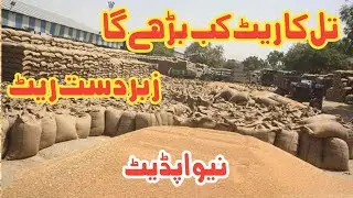 Big Question: Why Sesame Prices Are Stuck? | China Buying & Global Market Update