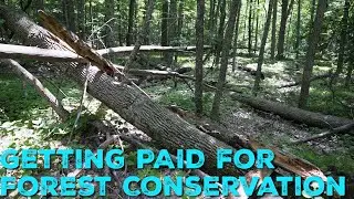 What is the American Forest Foundation?