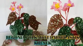 Kreasi tanaman begonia dari plastik kresek |Begonia polkadot