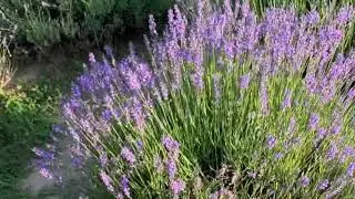 Gradina De Lavanda
