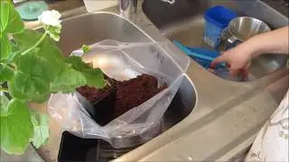 Pelargonsticklingar i kokosfiber