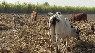 Sahiwal Cattle Sugarcane Grazing | Smart Feeding Behavior of Bulls & Cows. Viral Desi Farming Video