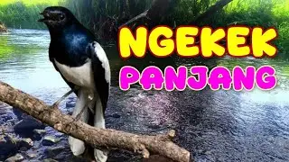 PANCINGAN KACER; ngekek panjang 