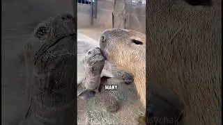 Why Capybaras Are Everyone&rsquo;s Best Friend #animals #capybara #cute