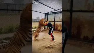 Tiger vs man fight // very brave man // #shorts _ #trending _ #shortvideo _ #youtubeshorts
