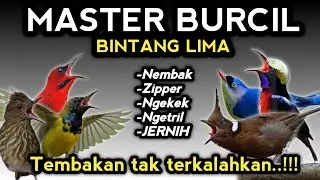 Edan banget !! MASTERAN BURCIL FULL ISIAN TEMBAKAN PALING BAR-BAR ‼️