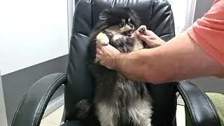 POV: This Pomeranian Just Discovered Dog Spa Life 🐶💆&zwj;♂️