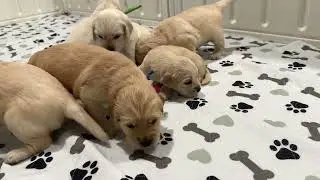 Morning Routine at Robyn&rsquo;s Nest: Cleaning & Cuddling with Our Mini Golden Puppies! 🐾✨