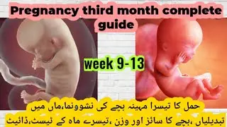 third month pregnancy Complete guide | pregnancy week by week|baby development|| week 9-13