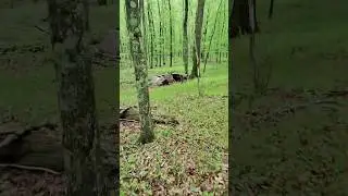 Находим брошенные машины в лесу!