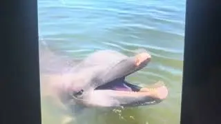 Funniest Laughing Dolphin 🐬 loop
