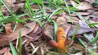 Pink Stripped Oak Worm 🐛 Moth