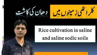 Rice Cultivation in Saline and Saline Sodic Soil 2022 | Dr. Jamil Shafi | Plant Clinics