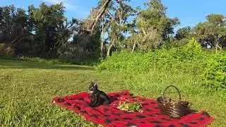 Healing Tip - Creating Rituals #cat #cerebellarhypoplasia #healing 