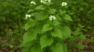 Garlic Mustard: The Plant You Should NEVER Ignore!