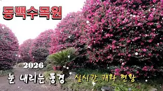 2026년 겨울, 눈 내리는 제주 동백수목원 | 80% 개화 실시간 풍경