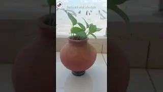 DIY  Planter | Reuse Old Matka | How to Reuse Old Matka #youtubeshorts #shortvideo #plants
