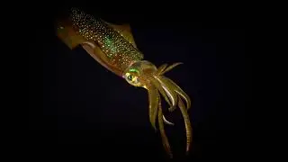 Bigfin reef squid (Sepioteuthis lessoniana)