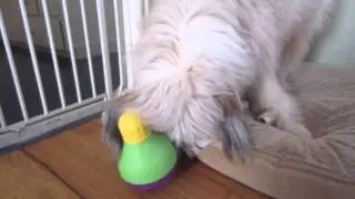 Baker vs. Starmark Treat Dispensing Bob-a-lot&trade;