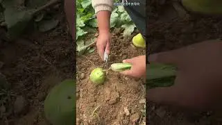 What a magical carrot, I never expected the confusing behavior
