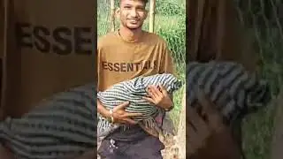 Big Big attractive fish caching by hook | Traditional Hook Fishing in Village |  Fishing Vector