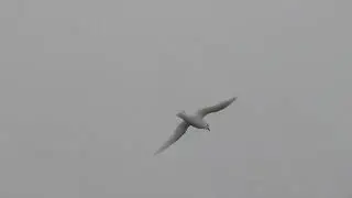 Snow Petrel, Pagodroma nivea, Brown Bluff, Antarctica, 2 Apr 2012 (1/2)