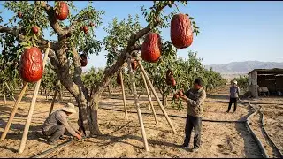 Millions Are Amazed By This Red Date Desert Farming Miracle
