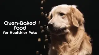 From Oven to Bowl: The Good Dog&trade; Difference 💛 | Good Dog