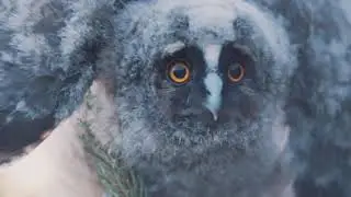 Long Eared owl baby fledgling sounds - Scared by cat, jumped out bush - macro wildlife Sony a7siii