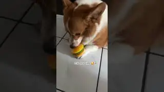 Cute play time #vlog #iocorgi #corgi #pets #shortvideo #cute #video #dog #funny #play #time #funny