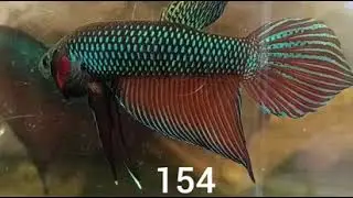 (RIT-154) Green Smaragdina Spade Tail Wild Male Betta
