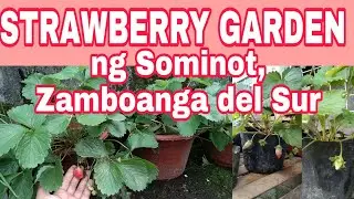 STRAWBERRY GARDEN dito sa SOMINOT, ZAMBOANGA DEL SUR by BHING - Gardening