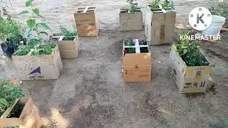 Растения онлайн в службе доставки MSS/Растения хорошего качества/6374934601