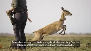 Mapping the Great Nile Migration in South Sudan and Ethiopia